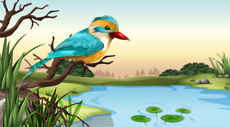 Illustration of a river kingfisherのイラスト素材