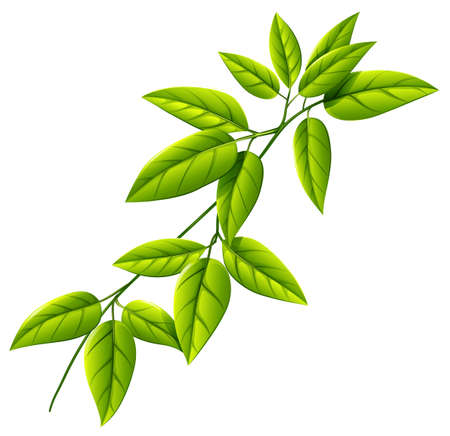Illustration of a leafy plant on a white backgroundのイラスト素材