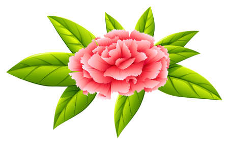 Illustration of a carnation pink flower on a white backgroundのイラスト素材