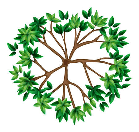 Illustration of a top view of a plant on a white backgroundのイラスト素材