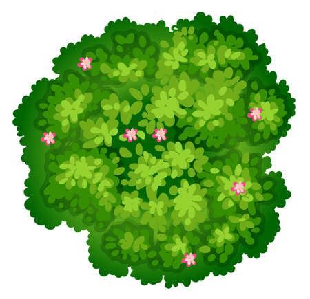 Illustration of a birdeye view of a plant on a white backgroundのイラスト素材