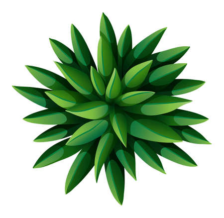 Illustration of a topview of a green landscaping plant on a white backgroundのイラスト素材