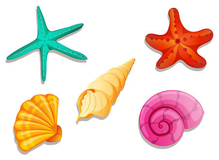 Illustration of the colourful seashells on a white backgroundのイラスト素材