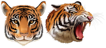 Illustration of the head of the tigers on a white background のイラスト素材