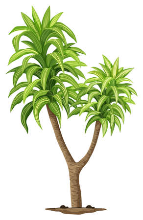 Illustration of the Queen of Dracaenas plant on a white backgroundのイラスト素材