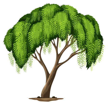 Illustration of a Californian pepper tree on a white backgroundのイラスト素材