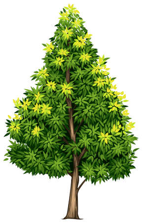 Illustration of a southern magnolia tree on a white backgroundのイラスト素材