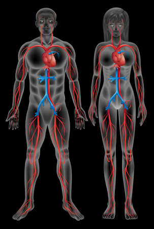 Circulatory system of a male and a female on a black backgroundのイラスト素材