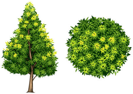 A Southern magnolia plant on a white backgroundのイラスト素材