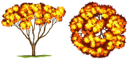 A Smooth Japanese Maple plant on a white backgroundのイラスト素材