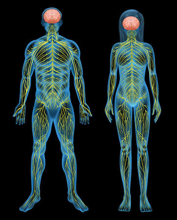 The human nervous system on a black backgroundのイラスト素材