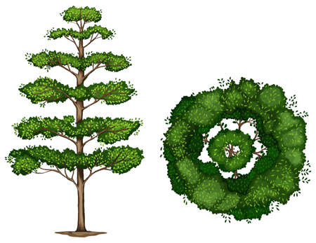 A Terminalia ivorensis plant on a white backgroundのイラスト素材