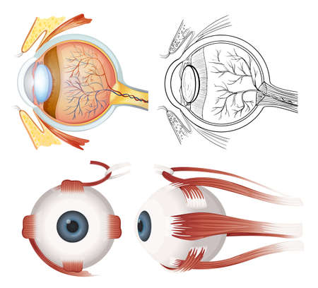 Anatomy of the human eye on a white backgroundのイラスト素材