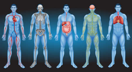 Internal organs of the human body