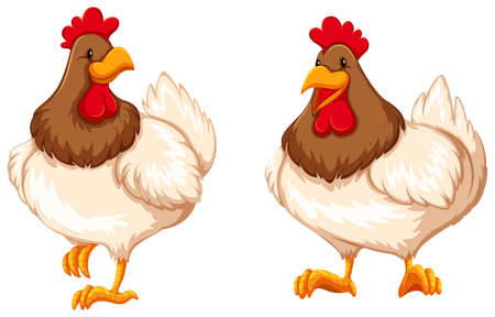 Two chickens on white backgroundのイラスト素材