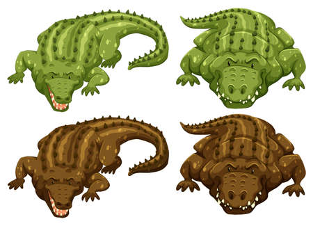 Set of four crocodiles in green and brown colorのイラスト素材