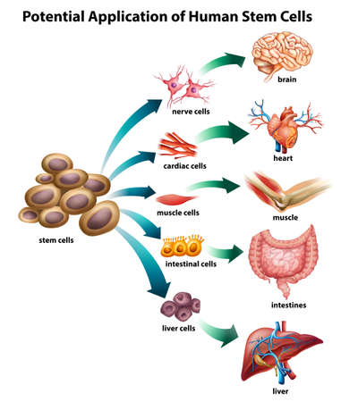 Explanation of stem cell applicationのイラスト素材