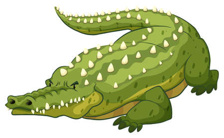 Green crocodile on white backgroundのイラスト素材