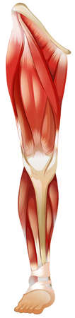 Poster of a leg muscleのイラスト素材