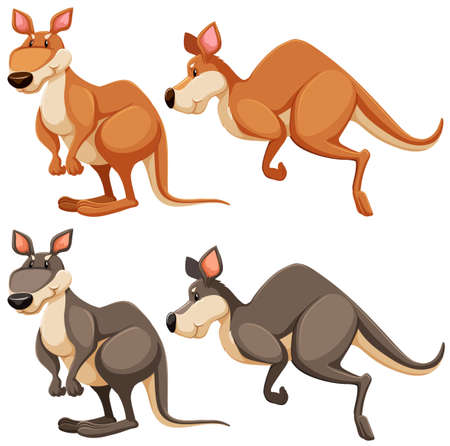 Kangaroos in different positions front and sideのイラスト素材