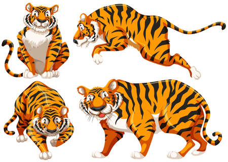 Four different positions of single tigerのイラスト素材