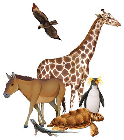 WIld animals on a white backgroundのイラスト素材