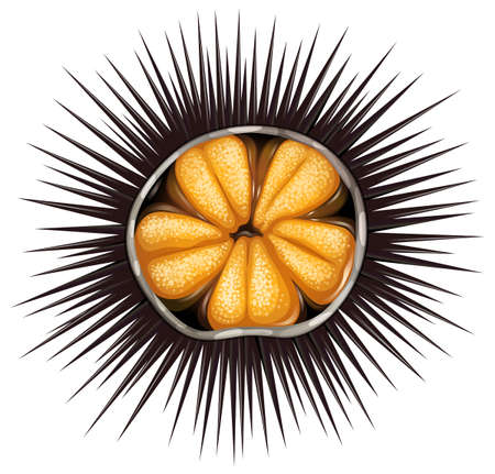 Inside of urchin in shell full of spikesのイラスト素材