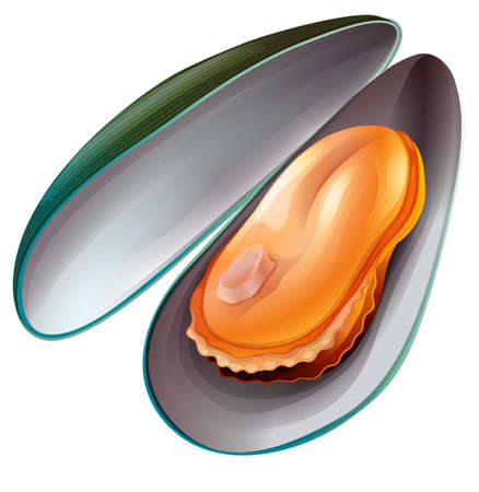 Close up mussel with shellのイラスト素材
