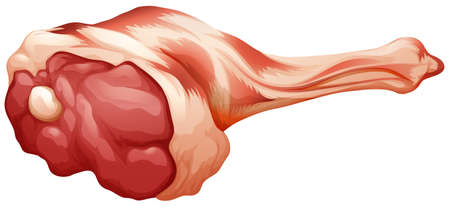 Fresh red meat of legのイラスト素材