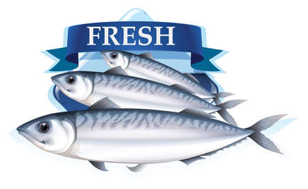 Fresh sardines with text illustrationのイラスト素材
