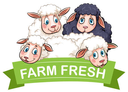 Black and white sheeps with bannerのイラスト素材