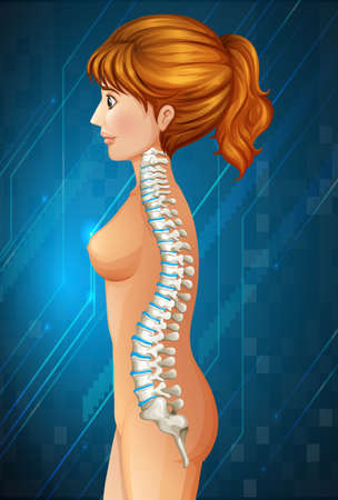 Spine diagram in detail illustrationのイラスト素材