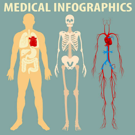 Medical infographic of human body illustrationのイラスト素材