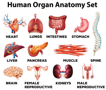 Human organ anatomy set illustrationのイラスト素材