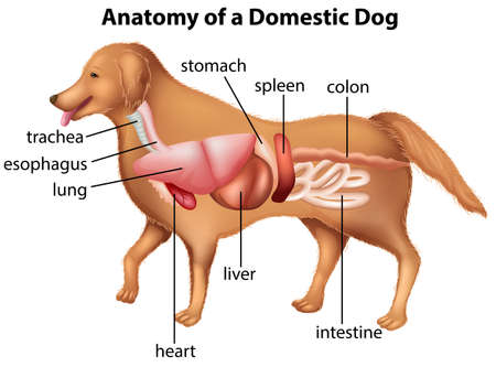 Anatomy of domestic dog illustrationのイラスト素材