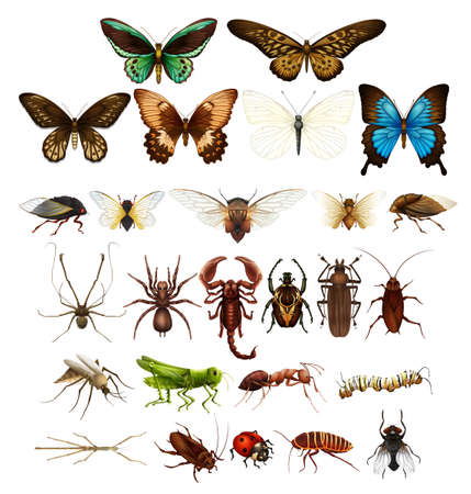 Wild insects in various types illustrationのイラスト素材