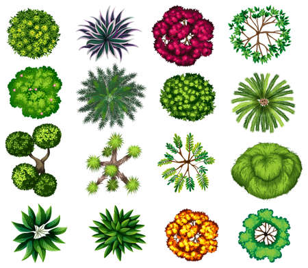 Different kind of plants illustrationのイラスト素材