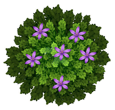 Purple flowers in green bush illustrationのイラスト素材