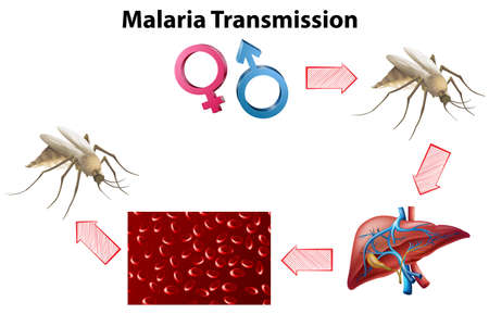 Malaria Transmission diagram with no text illustrationのイラスト素材