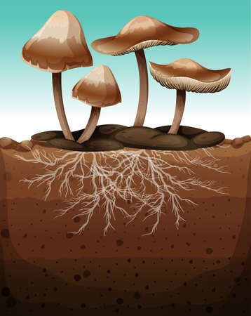 Fresh mushroom with roots underground illustrationのイラスト素材