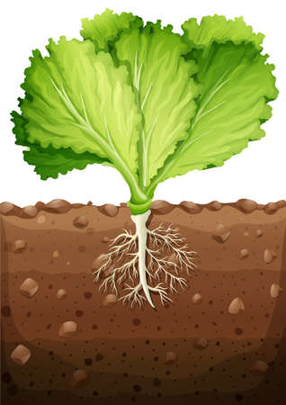 Green vegetable with leaves and roots illustrationのイラスト素材