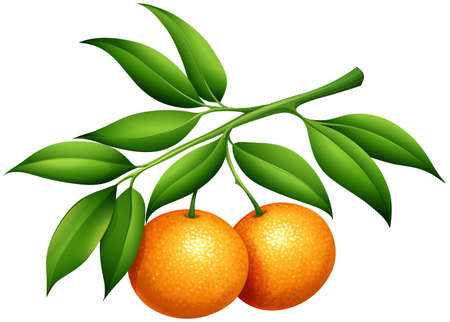Oranges with stem and leaves illustrationのイラスト素材