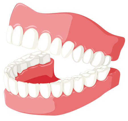 Dental theme with teeth model illustrationのイラスト素材