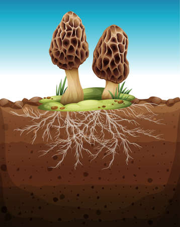Mushroom growing from underground illustrationのイラスト素材
