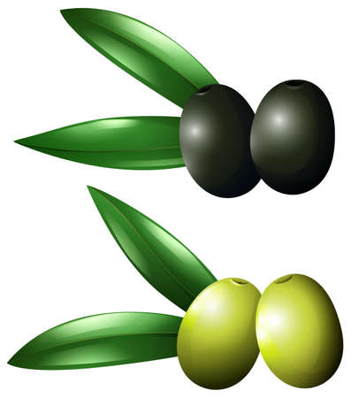 Green and black olives illustrationのイラスト素材