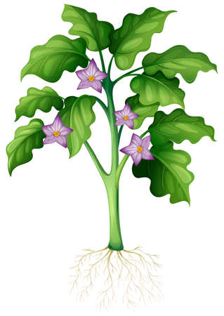 Purple flowers on the plant illustrationのイラスト素材