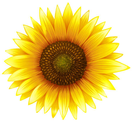 Close up sunflower with fine details illustrationのイラスト素材