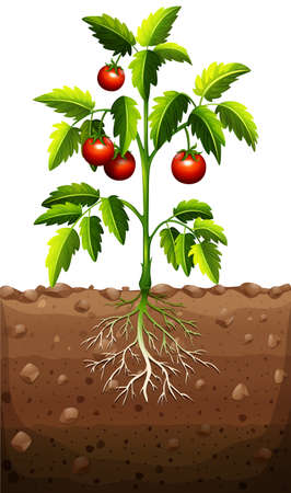 Tomatoes on the tree illustrationのイラスト素材