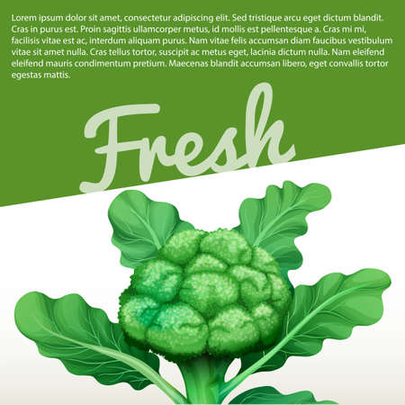 Infographic design with fresh broccoli illustrationのイラスト素材