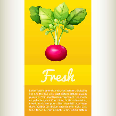 Poster design with fresh red radish illustrationのイラスト素材